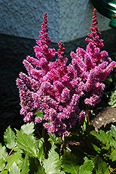 Visions Astilbe (Astilbe chinensis 'Visions') at Carleton Place Nursery