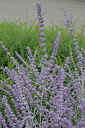 Russian Sage (Perovskia atriplicifolia) at Carleton Place Nursery