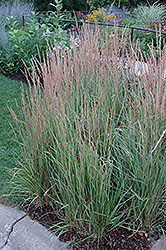 Variegated Reed Grass (Calamagrostis x acutiflora 'Overdam') at Carleton Place Nursery