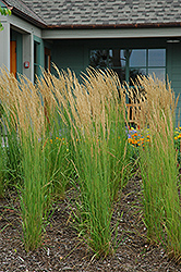 Karl Foerster Reed Grass (Calamagrostis x acutiflora 'Karl Foerster') at Carleton Place Nursery