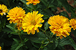 Summer Sun False Sunflower (Heliopsis helianthoides 'Summer Sun') at Carleton Place Nursery