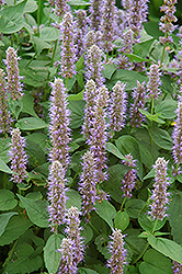 Blue Fortune Anise Hyssop (Agastache 'Blue Fortune') at Carleton Place Nursery