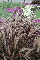 Purple Fountain Grass (Pennisetum setaceum 'Rubrum') at Carleton Place Nursery