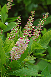Ruby Spice Summersweet (Clethra alnifolia 'Ruby Spice') at Carleton Place Nursery
