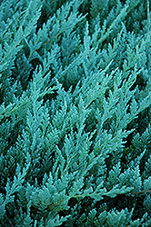 Blue Chip Juniper (Juniperus horizontalis 'Blue Chip') at Carleton Place Nursery