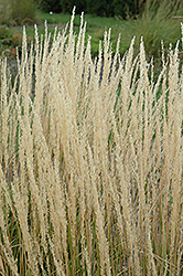 Karl Foerster Reed Grass (Calamagrostis x acutiflora 'Karl Foerster') at Carleton Place Nursery