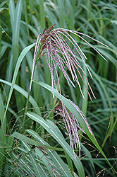 Maiden Grass (Miscanthus sinensis) at Carleton Place Nursery