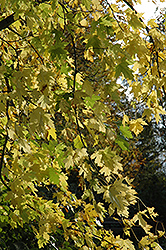 Silver Maple (Acer saccharinum) at Carleton Place Nursery