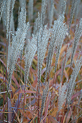 Flame Grass (Miscanthus sinensis 'Purpurascens') at Carleton Place Nursery