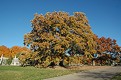 Bur Oak (Quercus macrocarpa) at Carleton Place Nursery