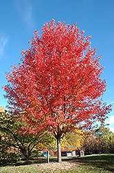 Autumn Blaze Maple (Acer x freemanii 'Jeffersred') at Carleton Place Nursery