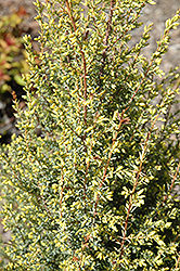Gold Cone Juniper (Juniperus communis 'Gold Cone') at Carleton Place Nursery