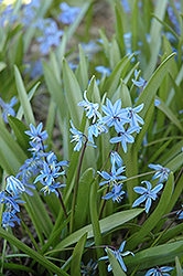 Spring Squills (Scilla sibirica) at Carleton Place Nursery