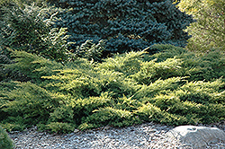 Gold Star Juniper (Juniperus chinensis 'Bakaurea') at Carleton Place Nursery
