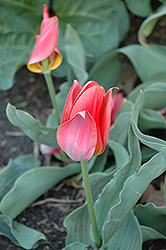 Toronto Tulip (Tulipa 'Toronto') at Carleton Place Nursery