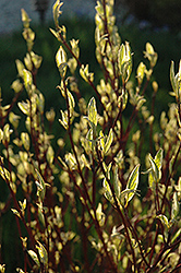 Ivory Halo Dogwood (Cornus alba 'Ivory Halo') at Carleton Place Nursery