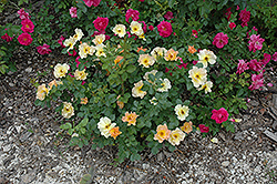 Morden Sunrise Rose (Rosa 'Morden Sunrise') at Carleton Place Nursery