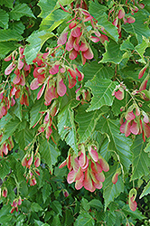 Amur Maple (multi-stem) (Acer ginnala '(multi-stem)') at Carleton Place Nursery