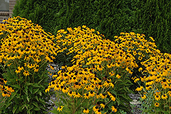 Goldsturm Coneflower (Rudbeckia fulgida 'Goldsturm') at Carleton Place Nursery