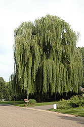 Golden Weeping Willow (Salix alba 'Tristis') at Carleton Place Nursery