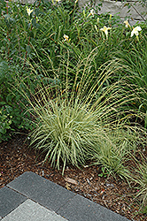 Variegated Moor Grass (Molinia caerulea 'Variegata') at Carleton Place Nursery
