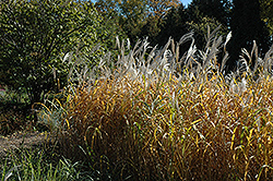 Maiden Grass (Miscanthus sinensis) at Carleton Place Nursery