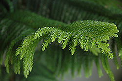 Norfolk Island Pine (Araucaria heterophylla) at Carleton Place Nursery
