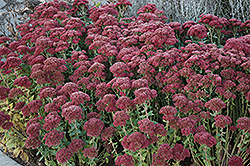Autumn Fire Stonecrop (Sedum spectabile 'Autumn Fire') at Carleton Place Nursery