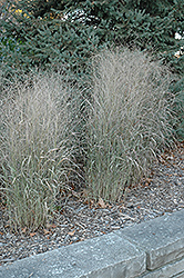 Shenandoah Reed Switch Grass (Panicum virgatum 'Shenandoah') at Carleton Place Nursery