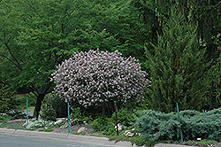 Dwarf Korean Lilac (tree form) (Syringa meyeri 'Palibin (tree form)') at Carleton Place Nursery