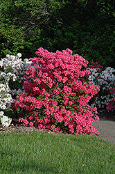 Rosy Lights Azalea (Rhododendron 'Rosy Lights') at Carleton Place Nursery