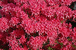 Rosy Lights Azalea (Rhododendron 'Rosy Lights') at Carleton Place Nursery
