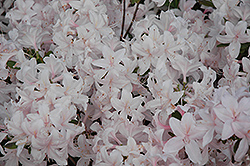 White Lights Azalea (Rhododendron 'White Lights') at Carleton Place Nursery