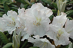 Mikkeli Rhododendron (Rhododendron 'Mikkeli') at Carleton Place Nursery