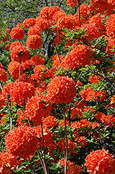 Mandarin Lights Azalea (Rhododendron 'Mandarin Lights') at Carleton Place Nursery