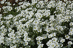 Snow-In-Summer (Cerastium tomentosum) at Carleton Place Nursery