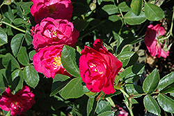 John Cabot Rose (Rosa 'John Cabot') at Carleton Place Nursery