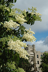 Ivory Silk Japanese Tree Lilac (Syringa reticulata 'Ivory Silk') at Carleton Place Nursery