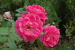 Morden Centennial Rose (Rosa 'Morden Centennial') at Carleton Place Nursery