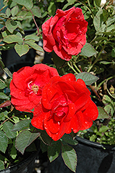 Morden Fireglow Rose (Rosa 'Morden Fireglow') at Carleton Place Nursery