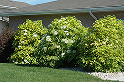 Golden American Elder (Sambucus canadensis 'Aurea') at Carleton Place Nursery