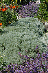 Silver Mound Artemisia (Artemisia schmidtiana 'Silver Mound') at Carleton Place Nursery