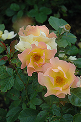 Morden Sunrise Rose (Rosa 'Morden Sunrise') at Carleton Place Nursery