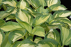 June Hosta (Hosta 'June') at Carleton Place Nursery