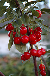Evans Cherry (Prunus 'Evans') at Carleton Place Nursery