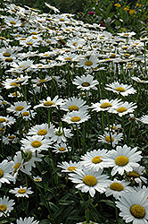 Becky Shasta Daisy (Leucanthemum x superbum 'Becky') at Carleton Place Nursery