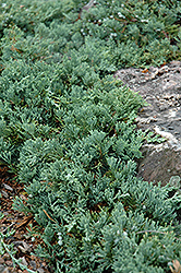 Blue Rug Juniper (Juniperus horizontalis 'Wiltonii') at Carleton Place Nursery