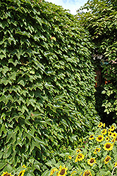 Boston Ivy (Parthenocissus tricuspidata) at Carleton Place Nursery