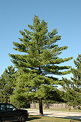 White Pine (Pinus strobus) at Carleton Place Nursery