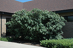 Wayfaring Tree (Viburnum lantana) at Carleton Place Nursery